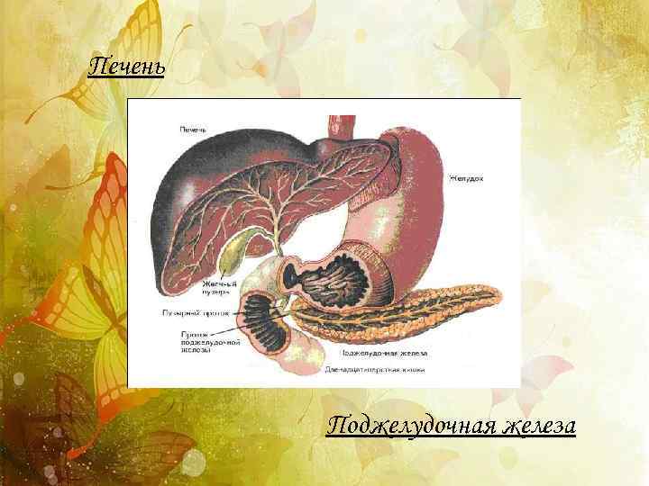 Печень Поджелудочная железа 