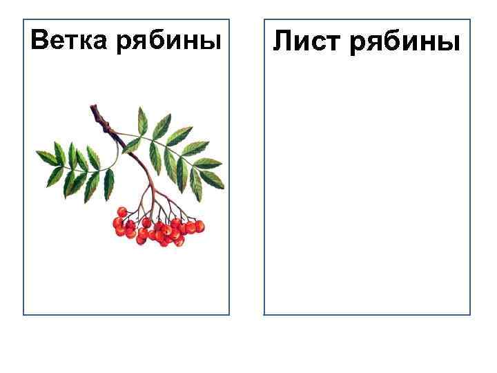 Схема слова рябина. Веточка рябины шаблон. Ветка рябины без ягод шаблон. Ветка рябины рисунок. Картинка ветка рябины без ягод.