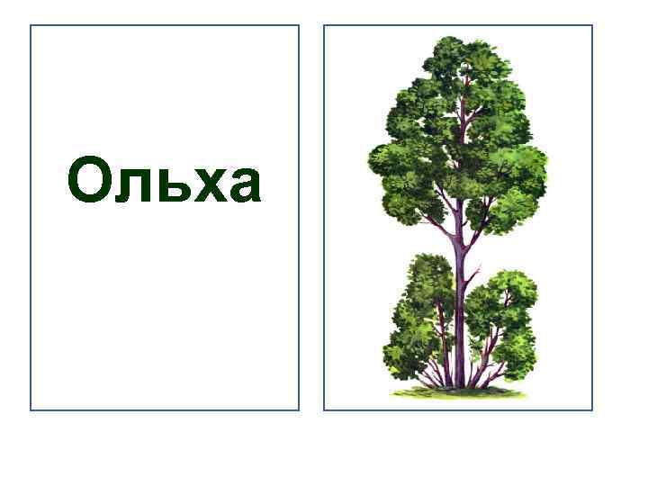 Ольха 