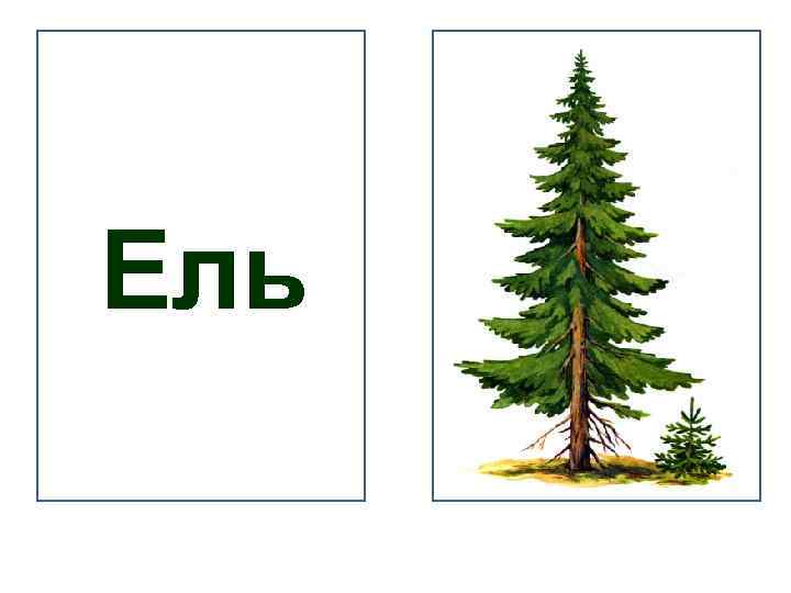 Включи картинку ели. Ель карточки для детей. Ель с подписью. Ель с надписью. Ель с надписью для детей.