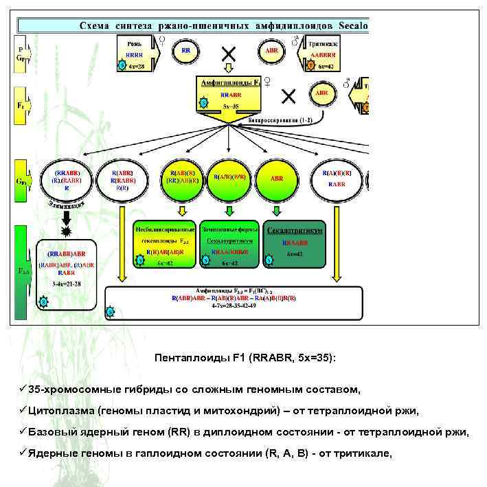 Пентаплоиды F 1 (RRABR, 5 х=35): ü 35 -хромосомные гибриды со сложным геномным составом,