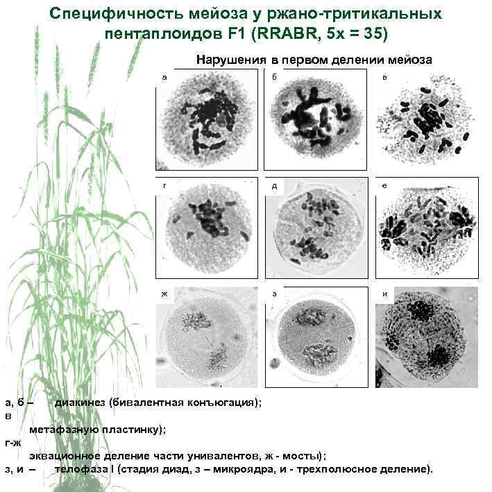 Специфичность мейоза у ржано-тритикальных пентаплоидов F 1 (RRABR, 5 x = 35) Нарушения в