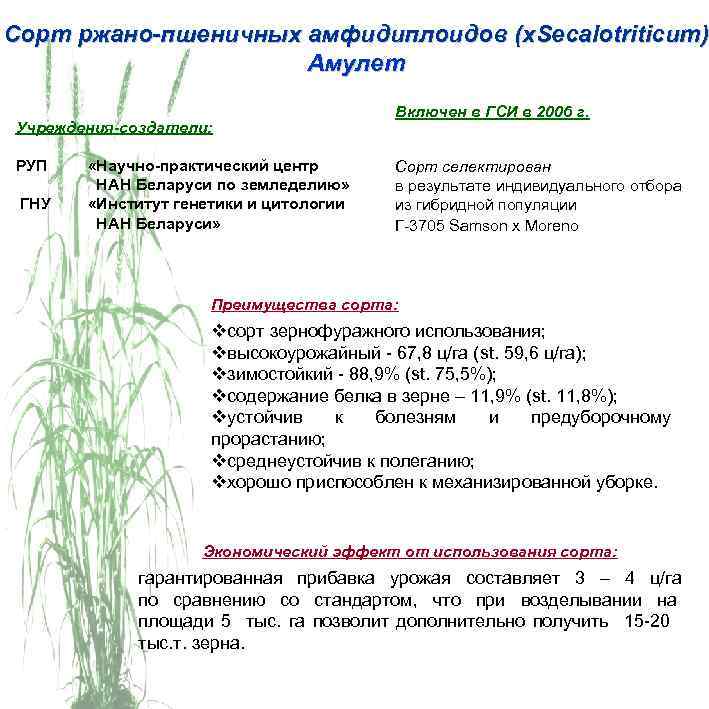 Сорт ржано-пшеничных амфидиплоидов (x. Secalotriticum) Амулет Учреждения-создатели: РУП ГНУ «Научно-практический центр НАН Беларуси по