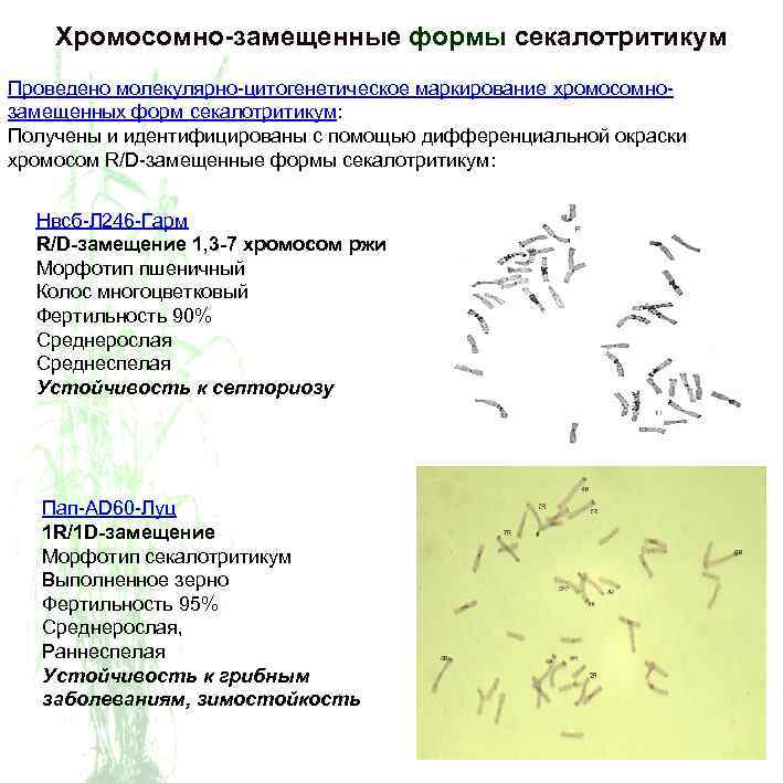 Хромосомно-замещенные формы секалотритикум Проведено молекулярно-цитогенетическое маркирование хромосомнозамещенных форм секалотритикум: Получены и идентифицированы с помощью