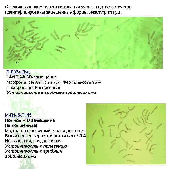 С использованием нового метода получены и цитогенетически идентифицированы замещенные формы секалотритикум: В-Л 374 -Луц