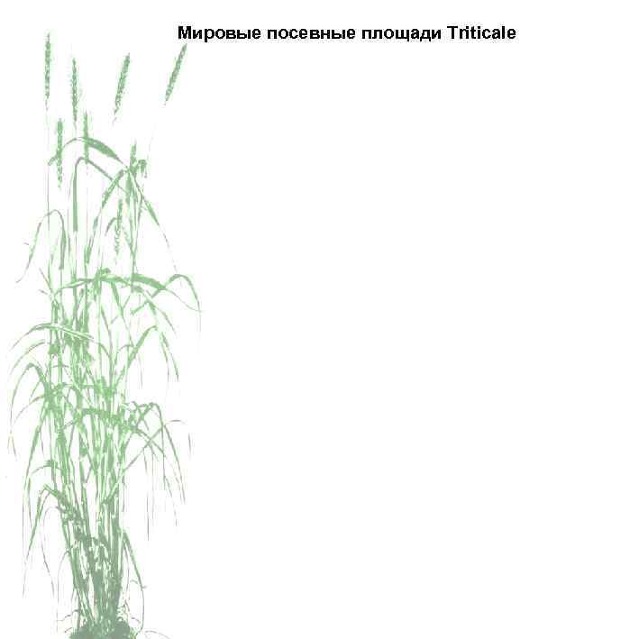 Мировые посевные площади Triticale 