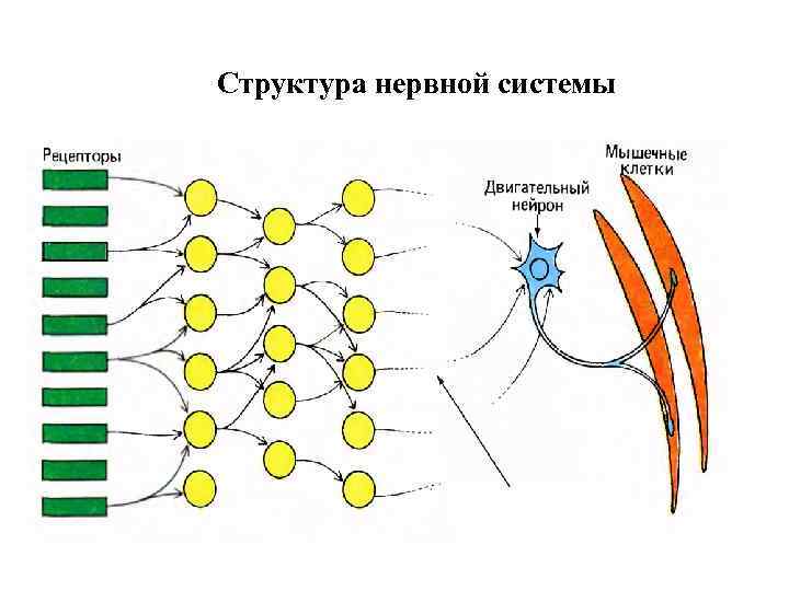 Структура нервной системы 