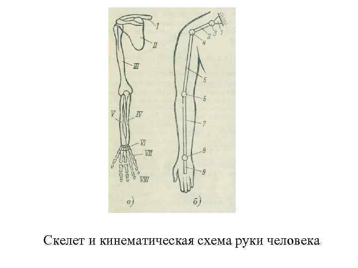 Скелет и кинематическая схема руки человека 