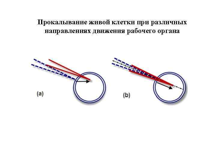 Прокалывание живой клетки при различных направлениях движения рабочего органа 