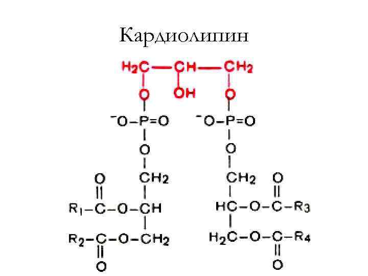 Липид уно. Кардиолипин это фосфолипид ?. Кардиолипин структурная формула. Кардиолипин строение. Кардиолипин биологическая роль.