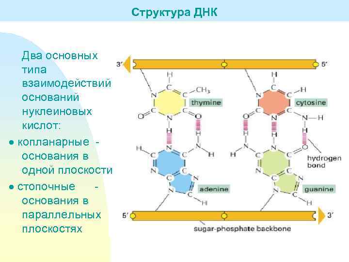 Структура ДНК Два основных типа взаимодействий оснований нуклеиновых кислот: копланарные основания в одной плоскости