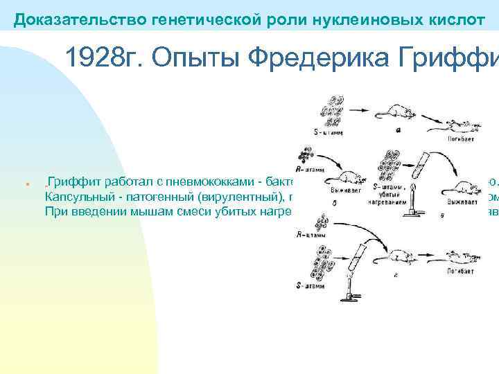 Доказательство генетической роли нуклеиновых кислот 1928 г. Опыты Фредерика Гриффи n Гриффит работал с