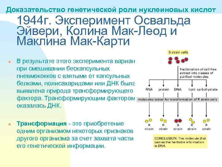 Доказал роль. Эксперимент Эвери Маклеода и Маккарти. Эвери Маклеода и Маккарти 1944. Доказательства генетической роли нуклеиновых кислот. Эксперименты по доказательству генетической роли ДНК.