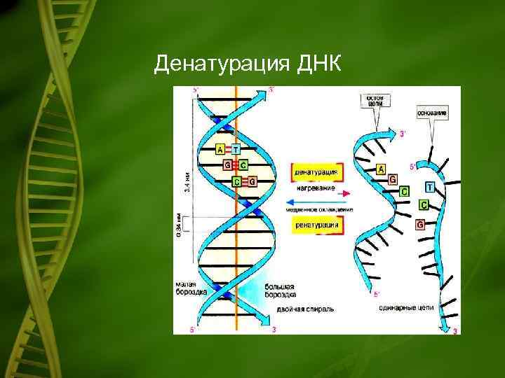 Денатурация ДНК 