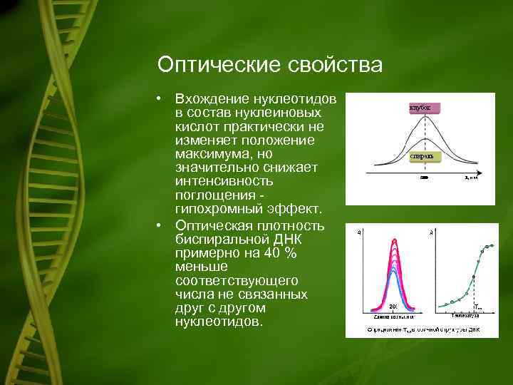 Оптические свойства • Вхождение нуклеотидов в состав нуклеиновых кислот практически не изменяет положение максимума,