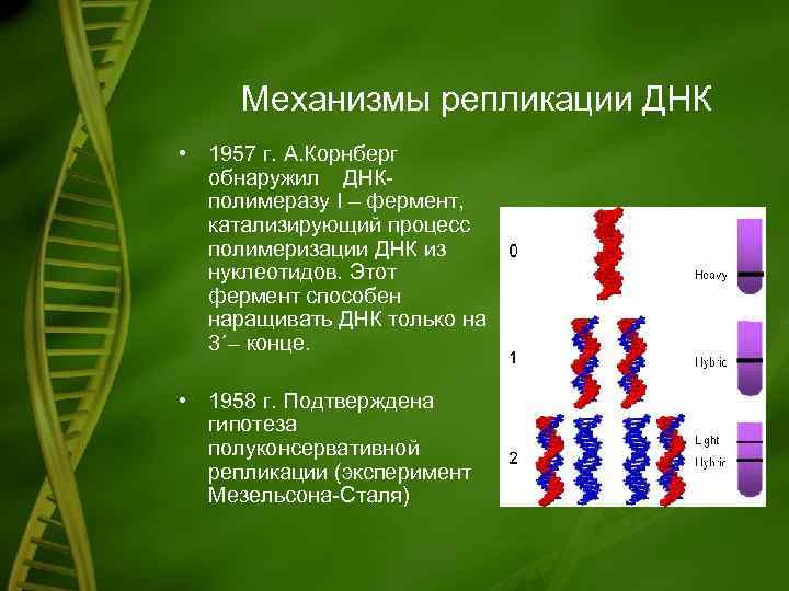 Механизмы репликации ДНК • 1957 г. А. Корнберг обнаружил ДНКполимеразу I – фермент, катализирующий