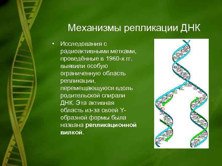 Механизмы репликации ДНК • Исследования с радиоактивными метками, проведённые в 1960 -х гг. выявили