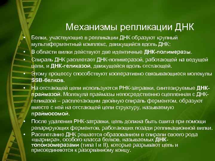 Механизмы репликации ДНК • • Белки, участвующие в репликации ДНК образуют крупный мультиферментный комплекс,