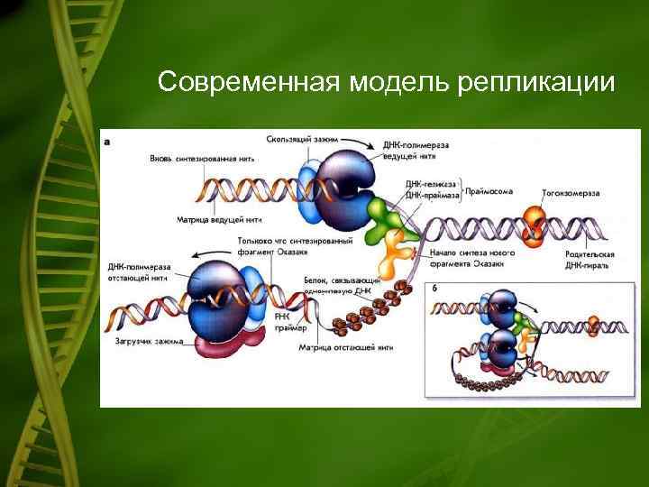 Современная модель репликации 