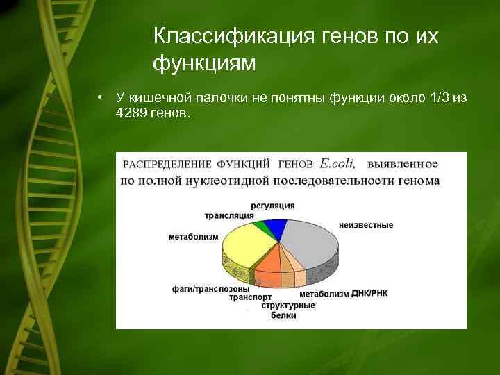 Классификация генов по их функциям • У кишечной палочки не понятны функции около 1/3