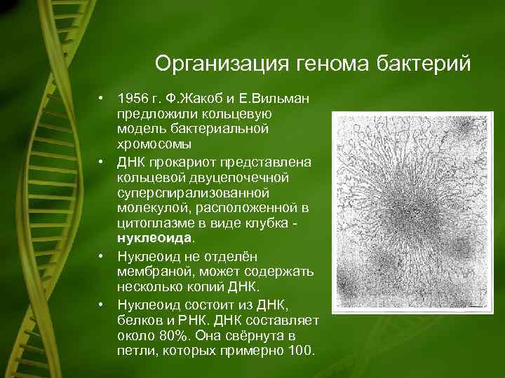 Организация генома бактерий • 1956 г. Ф. Жакоб и Е. Вильман предложили кольцевую модель
