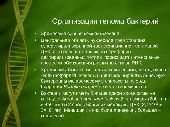 Организация генома бактерий • Хромосома сильно компактизована. • Центральная область нуклеоида представлена суперспирализованной транскрипционно