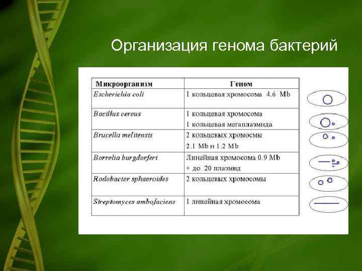 Организация генома бактерий 