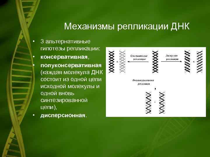 Механизмы репликации ДНК • 3 альтернативные гипотезы репликации: • консервативная, • полуконсервативная (каждая молекула