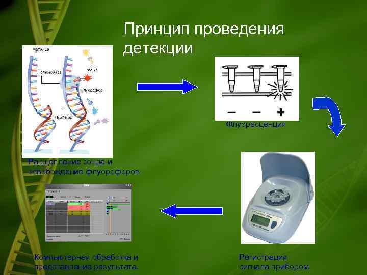 Принцип проведения детекции Флуоресценция Расщепление зонда и освобождение флуорофоров Компьютерная обработка и представление результата.