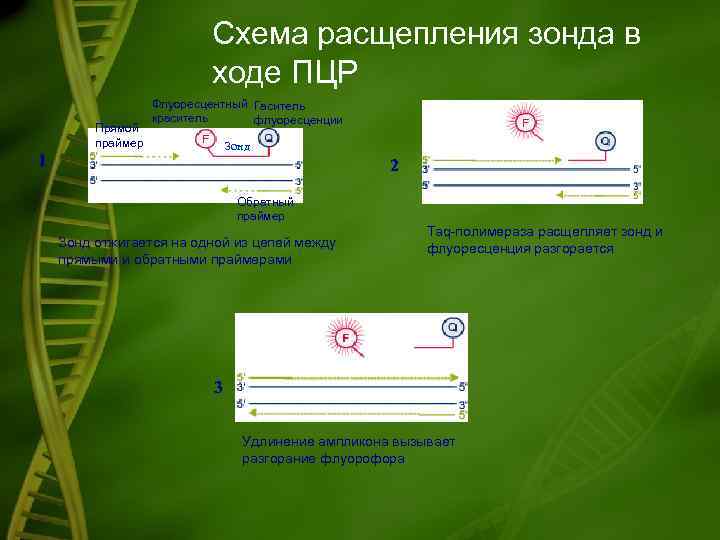 Схема расщепления зонда в ходе ПЦР Прямой праймер Флуоресцентный Гаситель краситель флуоресценции Зонд 1