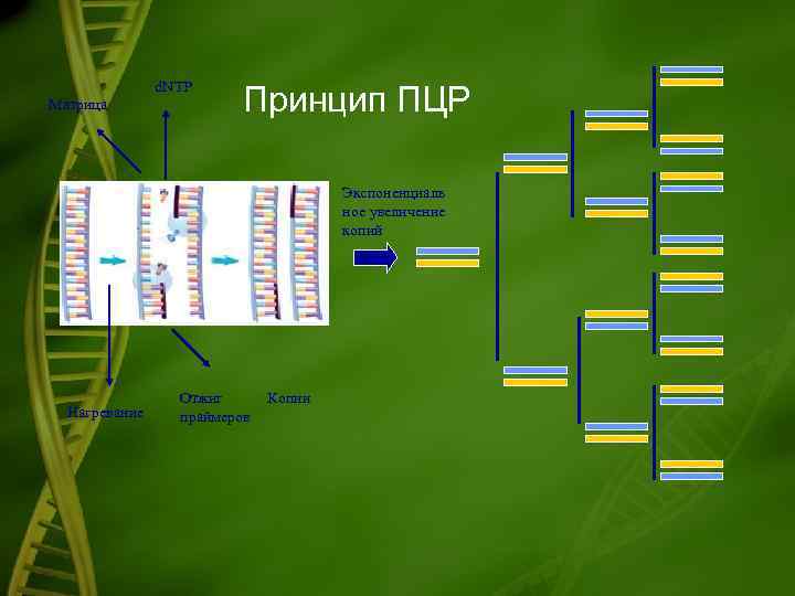 d. NTP Матрица Принцип ПЦР Экспоненциаль ное увеличение копий Нагревание Отжиг праймеров Копии 