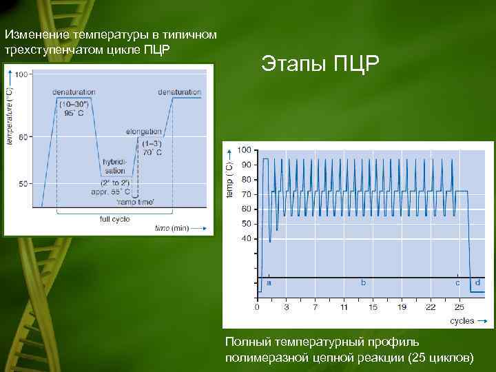 Изменение температуры в типичном трехступенчатом цикле ПЦР Этапы ПЦР Полный температурный профиль полимеразной цепной