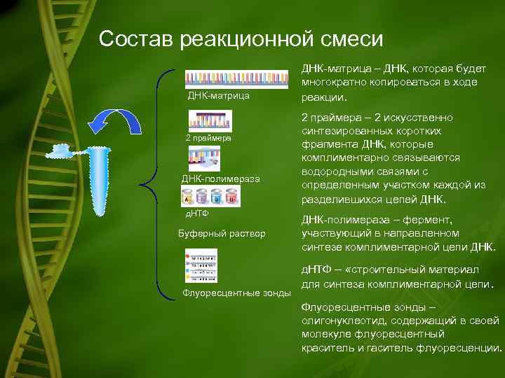 Состав реакционной смеси ДНК-матрица 2 праймера ДНК-полимераза д. НТФ Буферный раствор Флуоресцентные зонды ДНК-матрица