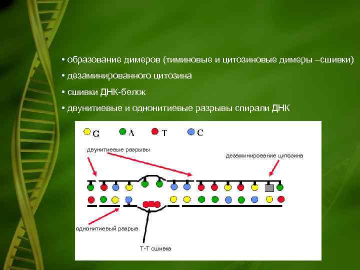  • образование димеров (тиминовые и цитозиновые димеры –сшивки) • дезаминированного цитозина • сшивки