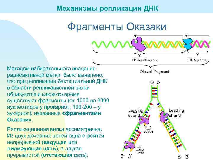 Длина фрагмента днк