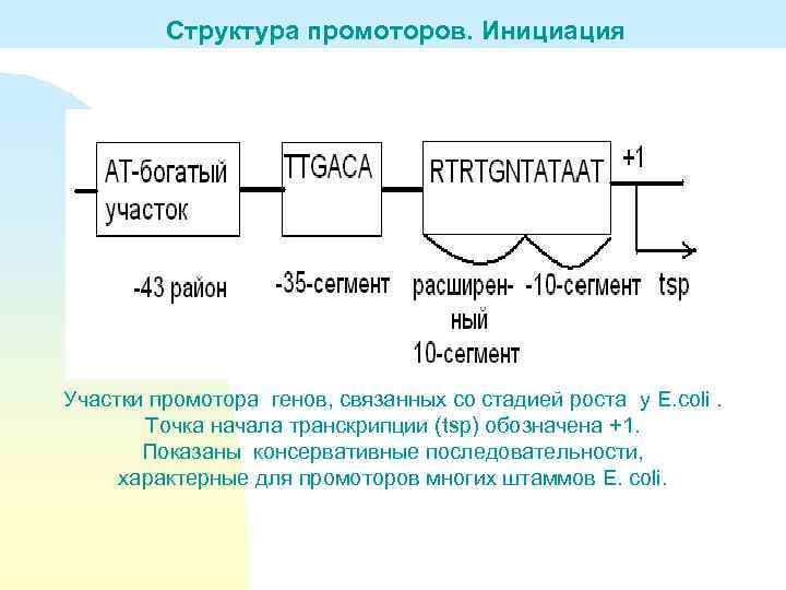 Структура промоторов. Инициация Участки промотора генов, связанных со стадией роста у E. coli. Точка