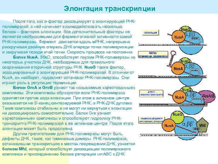 Элонгация транскрипции После того, как σ-фактор диссоциирует с элонгирующей РНКполимеразой, с ней начинают взаимодействовать