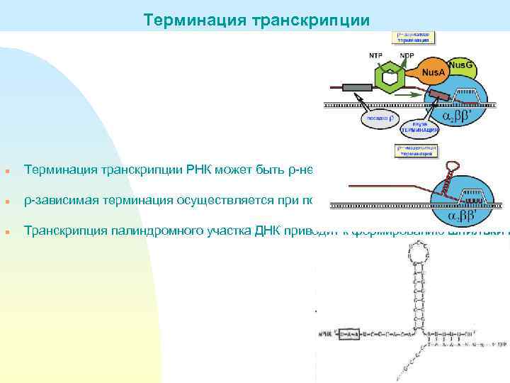 Терминация транскрипции n Терминация транскрипции РНК может быть ρ-независимой либо ρ-зависимой. n ρ-зависимая терминация