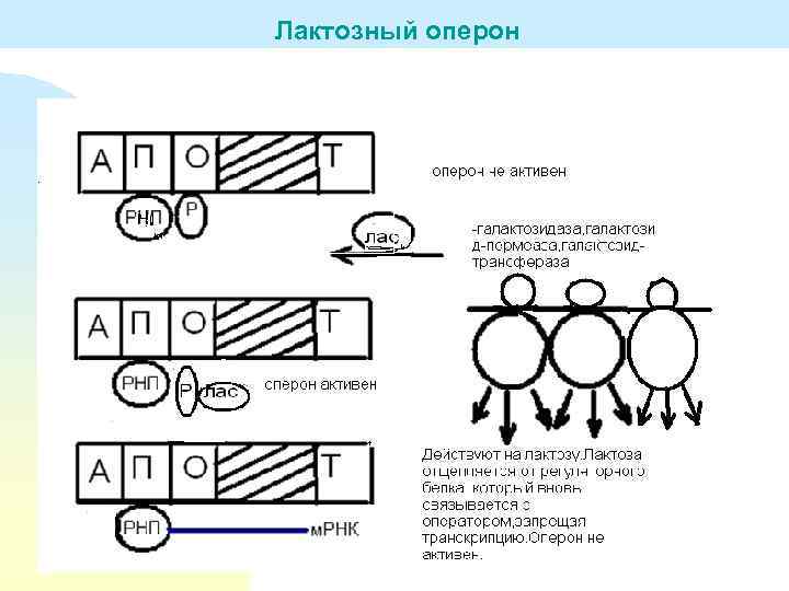 Лактозный оперон 