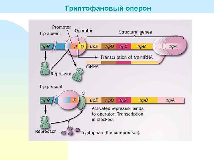 Триптофановый оперон 