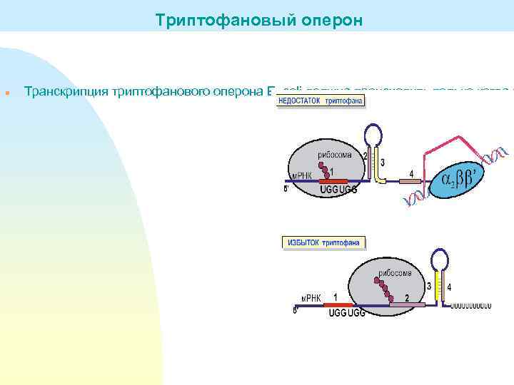 Триптофановый оперон n Транскрипция триптофанового оперона E. coli должна происходить только когда к 