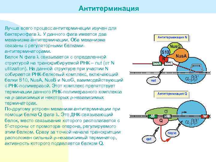 Антитерминация Лучше всего процесс антитерминации изучен для бактериофага . У данного фага имеется два