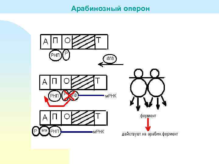 Арабинозный оперон 