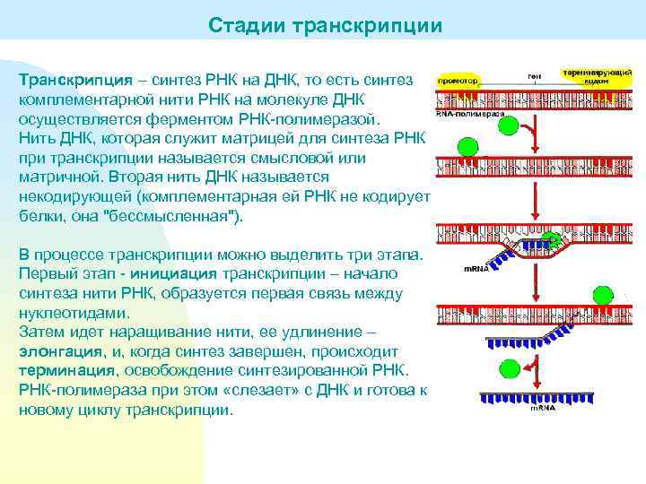 Стадии транскрипции Транскрипция – синтез РНК на ДНК, то есть синтез комплементарной нити РНК