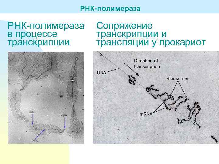 РНК-полимераза в процессе транскрипции Сопряжение транскрипции и трансляции у прокариот 