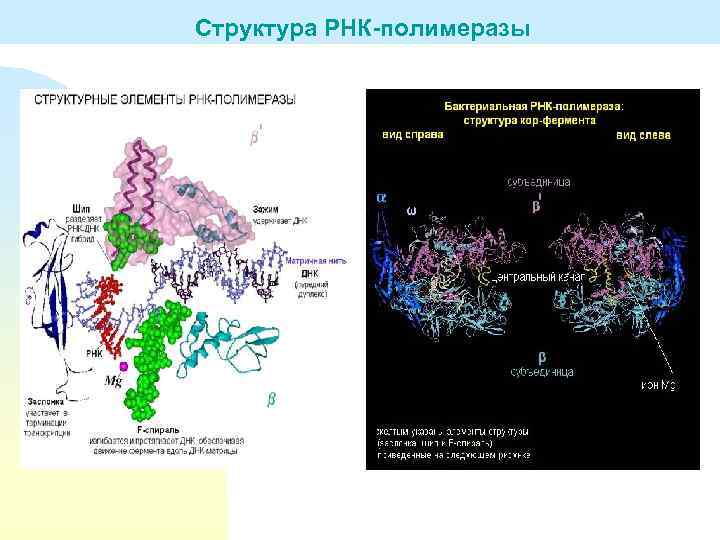 Структура РНК-полимеразы 