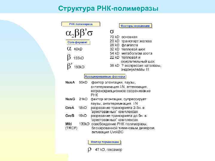 Структура РНК-полимеразы 