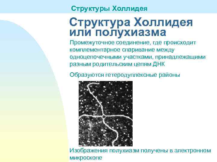 Структуры Холлидея Структура Холлидея или полухиазма Промежуточное соединение, где происходит комплементарное спаривание между одноцепочечными