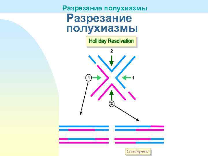 Разрезание полухиазмы 