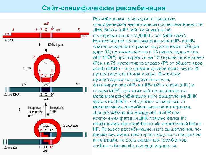 Рекомбинация днк схема